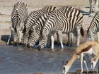 Hundreds of animals came to drink—simultaneously