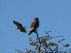 One eagle soars by another roosting